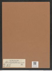 Asteromphalus beaumontii Ehr. (de-Toni-Nr.: Genus 236, Species 5688) Zeichnungen Sammlung Grunow Mappe 05403 (Herbarium_W_Grunow_drawings_Folder_05403)